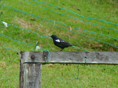 Copsychus saularis pluto