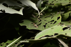 Xenocatantops brachycerus