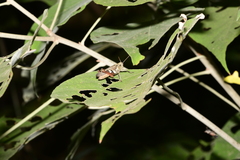 Xenocatantops brachycerus