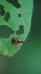 Attelabidae