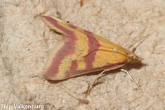 Pyrausta sanguinalis