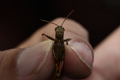 Xenocatantops brachycerus