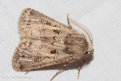 Agrotis lata