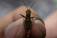 Xenocatantops brachycerus