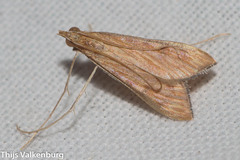 Antigastra catalaunalis