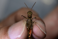 Xenocatantops brachycerus