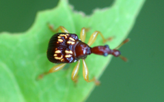 Attelabidae