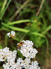 Oedemera podagrariae