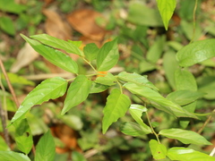 Ventilago leiocarpa
