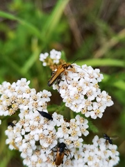 Oedemera podagrariae