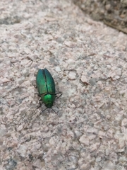 Buprestis adjecta