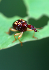 Attelabidae