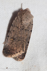 Caradrina flavirena