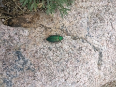 Buprestis adjecta