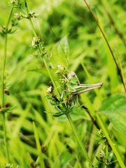 Platycleis albopunctata