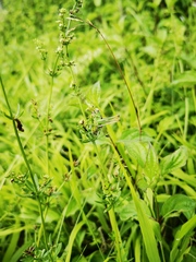 Platycleis albopunctata