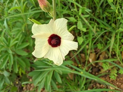 Decaschistia trilobata