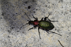 Carabus lafossei