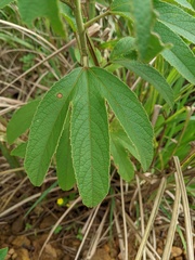 Decaschistia trilobata