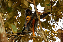 Trachypithecus cristatus