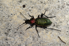 Carabus lafossei