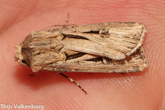 Agrotis spinifera
