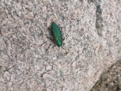 Buprestis adjecta