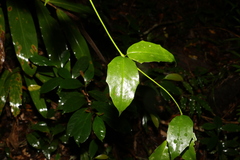 Scaevola enantophylla
