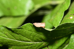 Adoxophyes privatana