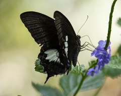 Papilio fuscus
