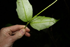 Scaevola enantophylla