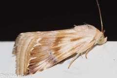 Eublemma ostrina