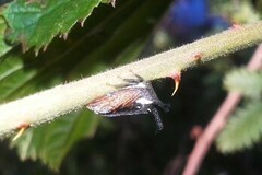 Membracidae