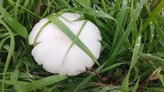 Volvopluteus gloiocephalus
