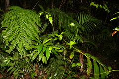 Scaevola enantophylla
