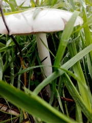 Volvopluteus gloiocephalus