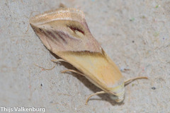 Eublemma cochylioides