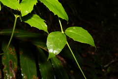 Scaevola enantophylla
