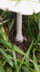 Volvopluteus gloiocephalus