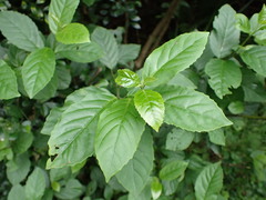 Maesa perlaria formosana