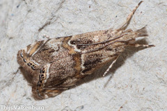 Euchromius cambridgei