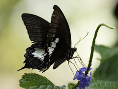 Papilio fuscus