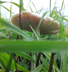 Volvopluteus gloiocephalus