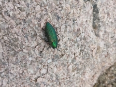 Buprestis adjecta