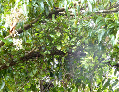 Ileostylus micranthus