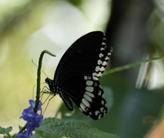 Papilio polytes