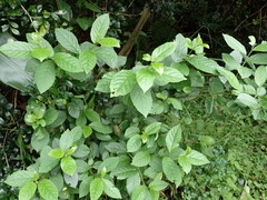 Maesa perlaria formosana