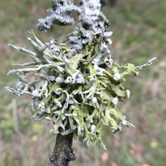Ramalina fastigiata