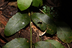 Scaevola enantophylla