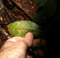 Scaevola enantophylla